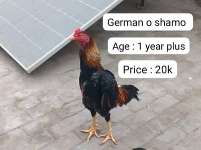 Aseel | sblack hamo | german shamo |o shamo | king shamo | lakha aseel