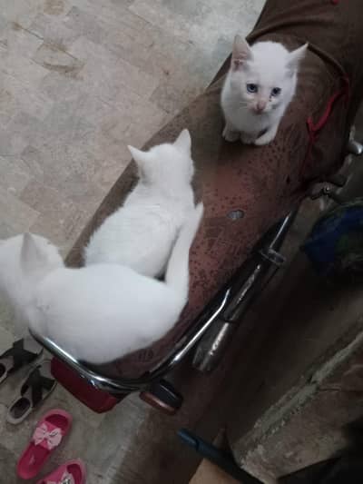 two kittens are selling