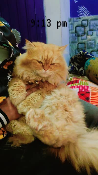 age 1.5 year fully active  male semi punched face