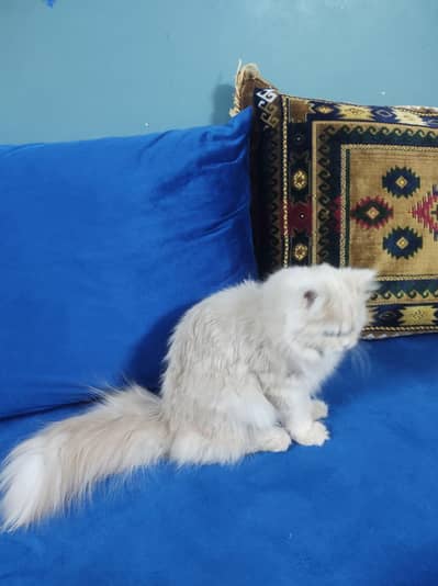 breed Persian