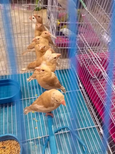 Fawn jawa white jawa love birds breedr pair and australian parrots