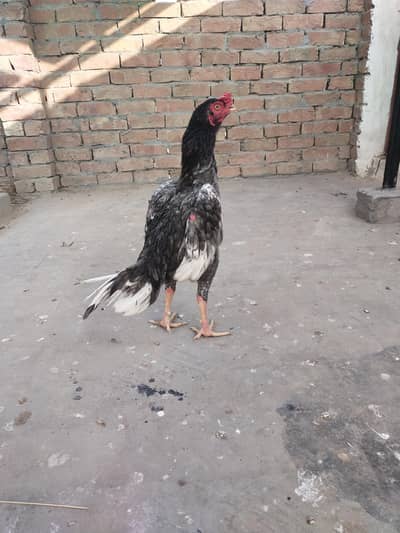 2 aseel male ek frizzle male