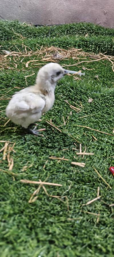 white blue and black dragon chicks and eggs