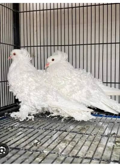 high quality white frill back pigeon confirm pair