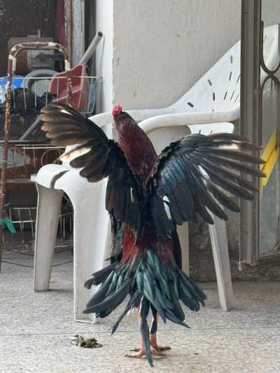 Male Pure Aseel+Cros Full Active MasHa AllaH. . . . .