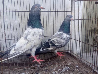 golden breder pair