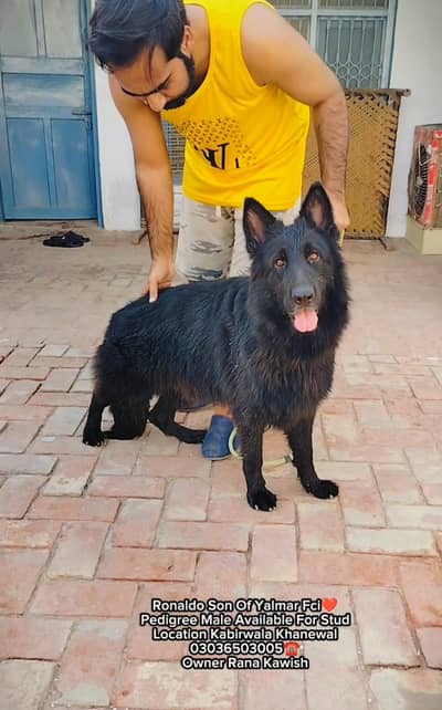 Pedigree Male Available In Kabirwala Khanewal