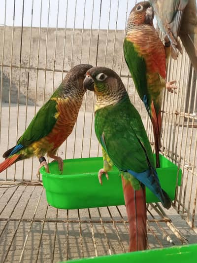 1 yellow sided pair with DNA and 2 blue cinnamon females with DNA