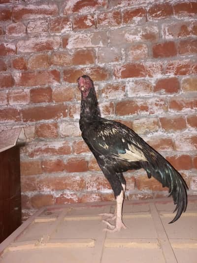 Young aseel 5 months age for sale