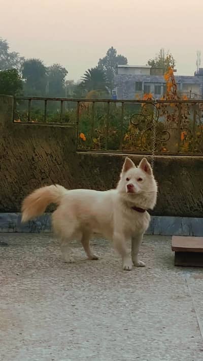 Pure Pista Rare Piece