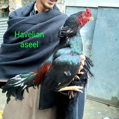 khajoria aseel, lasani, amroha, mianwali, murga murgi patha Madi pathi