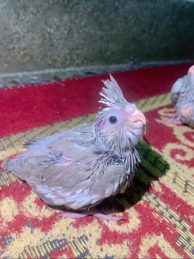 Cockatiel Pearl and Cockatiel Pied chicks for hand tame.
