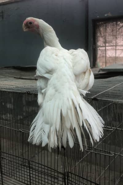 Parrot beak and shamo chicks