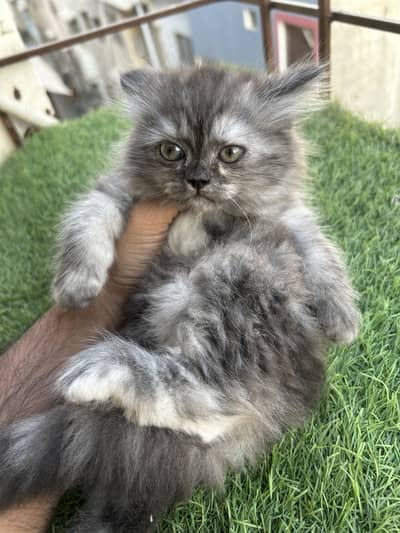 persian kittens