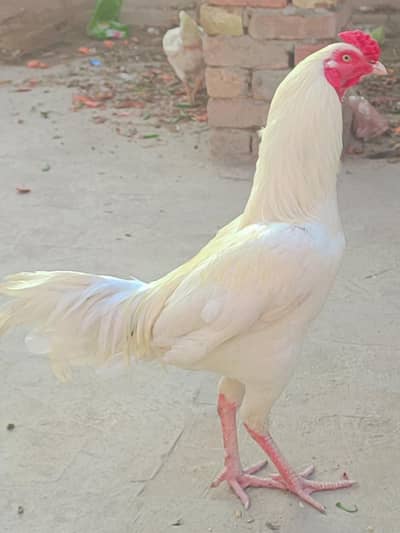 Aseel heera pair available 01 Male and 3 females