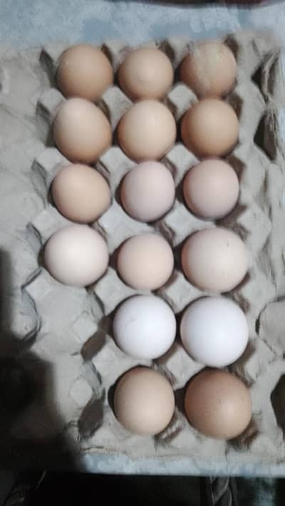 Desi eggs
