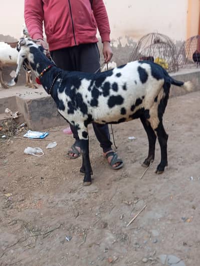 desi sone wali bakriyan location Faisalabad 030 12740 806