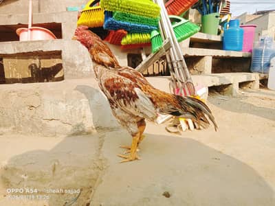 band jor. khushk nali. top quality bloodline. pure aseel.