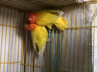 Palefallow Lovebird breeder male/mutation lovebird