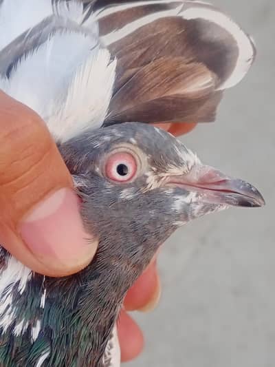 Bhoot achi madi h brother 