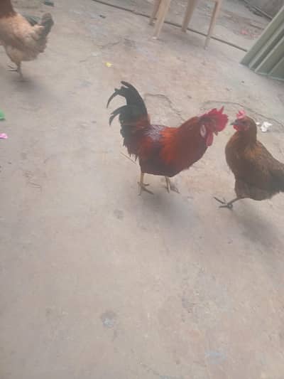 desi hens eggs laying