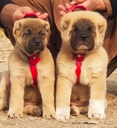 Kurdish kangal security dog 2 month pair for sale