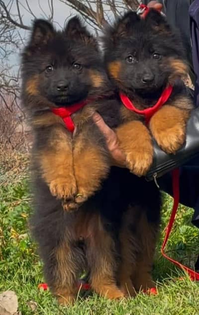 German Shepherd Puppies