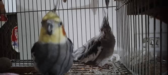 Gray Cockatiel pair for urgent sale