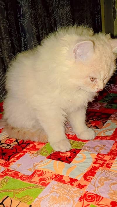 colour brown home breed triple cot persian