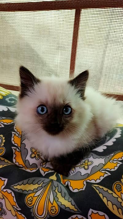 Siamese Himalayan kitten