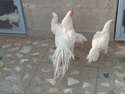 Parrotbeak long/temper tail eggs available