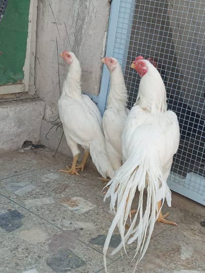 Parrotbeak long/temper tail trio