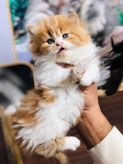 Persian triple coated punch face kitten available for sale