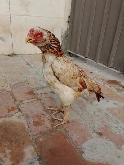 i am selling mu murgha