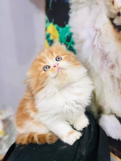 parshion punch face kitten cat male female Himalayan ragdoll