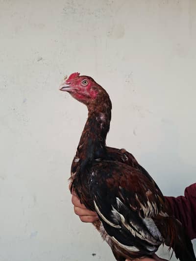 peela patta for sale