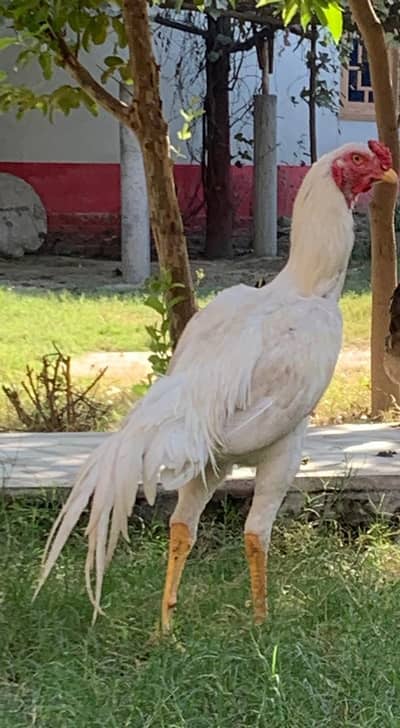 White O Shamo /Aseel shamo /king size/ shamo male/high Quality shamo