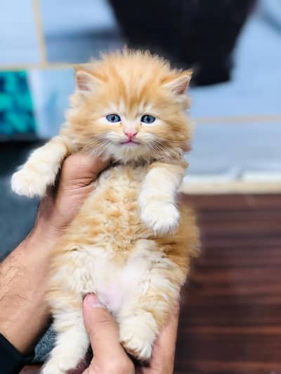 Persian triple coated punch face kitten available for sale
