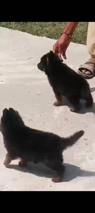 German shepherd puppies pair