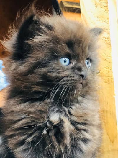 parshion punch face kitten cat male female Himalayan ragdoll