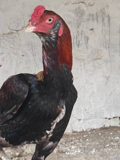 Aseel murga for sell