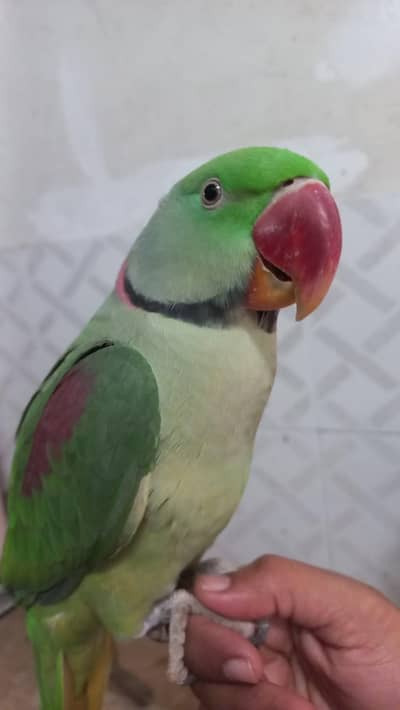 selling my raw parrot