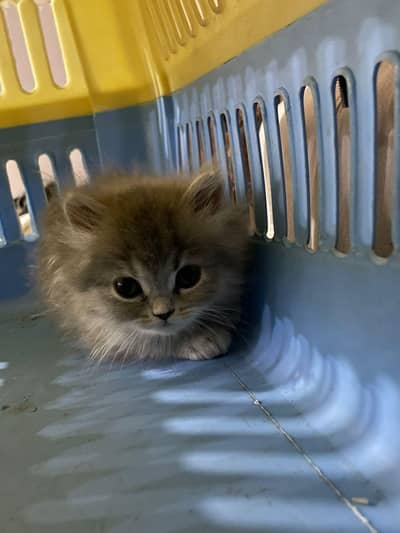 persian female kitten