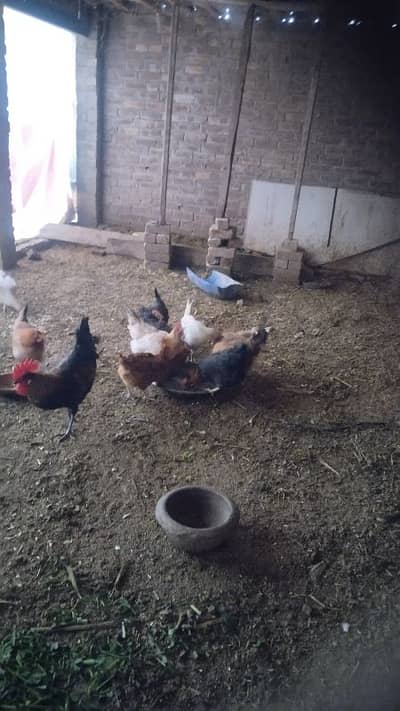 Hens for sale