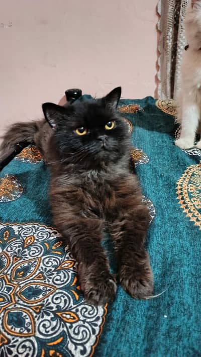 Persian cat Female