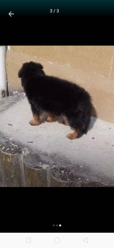 Shepherd puppy double coat black marks degree parents