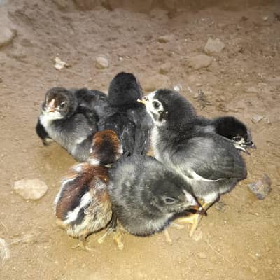 Aseel chicks