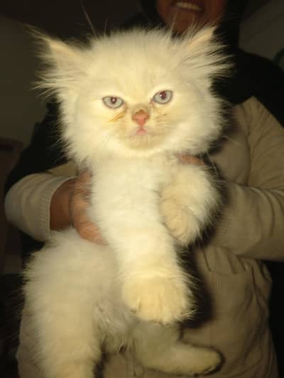 persian kitten male triple coat looking new shelter