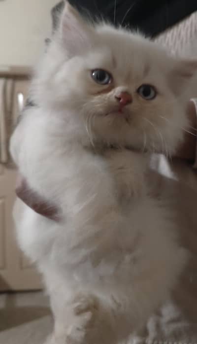 persian kitten male triple coat looking new shelter