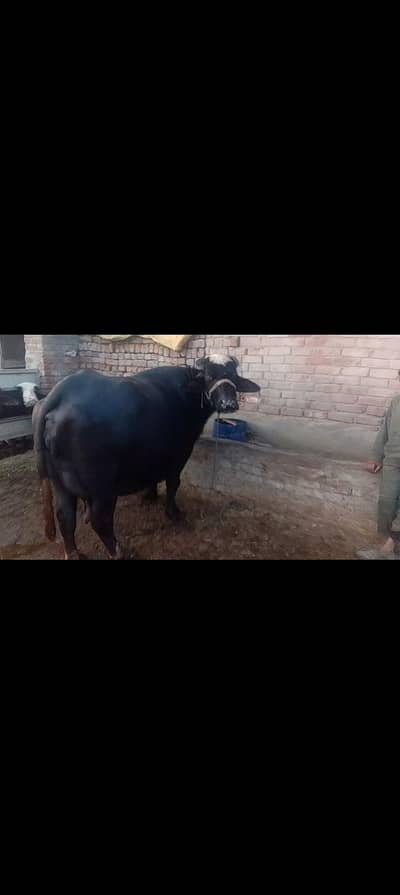 pure  neli Ravi buffalo for sale
